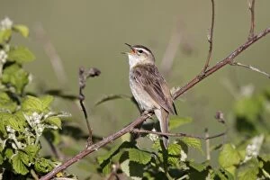 Images Dated 30th May 2009: Sedge Warbler - singing from vantage point on bramble bushes