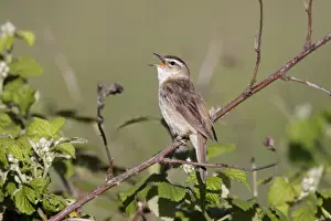 Sedge Warbler - singing from vantage point on bramble bushes - Cleveland - UK