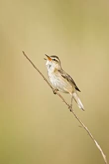 Images Dated 21st May 2008: Sedge Warbler - In typical springtime posture singing from a dry sedge stem