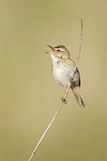 Sedge Warbler - In typical springtime posture singing from a dry sedge stem