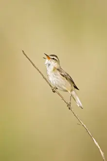 Sedge Warbler In typical springtime posture singing from a dry sedge stem. Cleveland. UK (Some distracting grasses have been removed in photoshop)