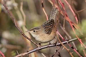 Images Dated 19th October 2010: Sedge Wren - October - Connecticut - USA
