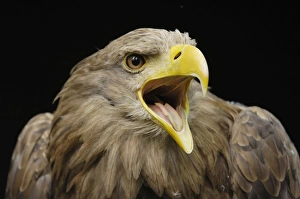 Images Dated 17th August 2007: Seeadler