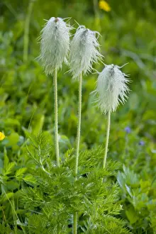 Protected Area Prints: Seed heads of Western Anemone / Western Pasque flower - Mount Rainier