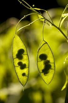 Seed pods of Perennial honesty
