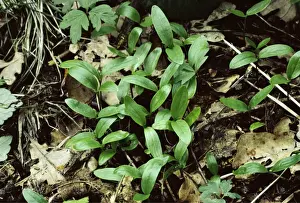 Shoot Prints: Seedlings of Ash ROG 1189 Chesire Fraxinus excelsior © Bob Gibbons / ARDEA LONDON