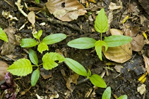 Images Dated 6th May 2007: Seedlings of ash tree (Fraxinus excelsior) on forest floor