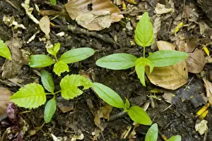 Ashes Prints: Seedlings of ash tree (Fraxinus excelsior) on forest floor
