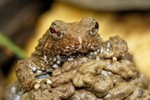 Seep Frog (Occidozyga baluensis)