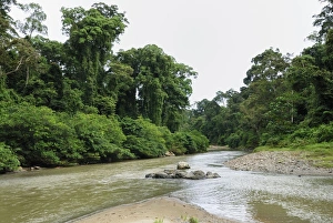 Images Dated 19th November 2007: Segama river at lowland rainforest of Danum Valley Conservation Area