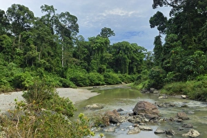 Images Dated 19th November 2007: Segama river at lowland rainforest of Danum Valley Conservation Area