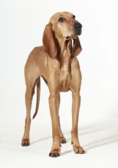 Segugio Italiano Dog