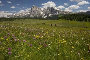 Seiser Alm / Alpe di Suisi with flowery grassland