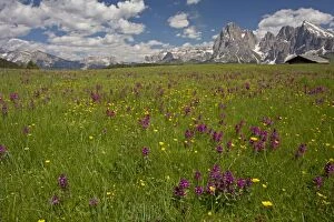 Seiser Alm / Alpe di Suisi with Whorled Lousewort