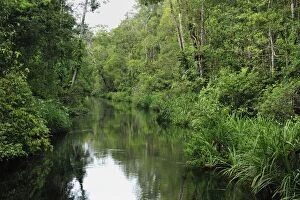 Sekonyer river with forest - Tanjung Puting National Park