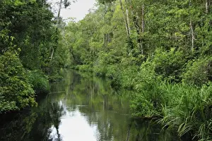 Sekonyer river with forest - Tanjung Puting National Park - Kalimantan - Borneo - Indonesia