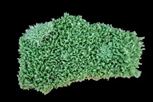 Selenite (CaSO4-2H2O) (Hydrous calcium sulfate) - Form of Gypsum - Australia - Formed in evaporite deposits - Green color caused by leaching from mine waste