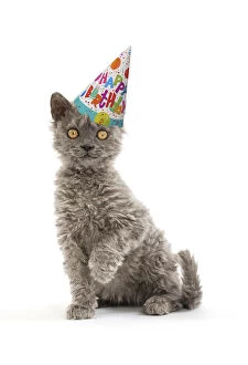 Birthdays Gallery: Selkirk Rex Cat, kitten wearing Happy Birthday party