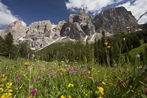 Sella Group Mountains with summer wildflower meadow