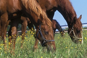 Horse - two in field