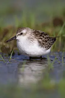 Semi Palmated Sandpiper - Autumn migrant - Cornwall - UK