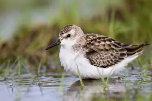 Shorebird Prints: Semi Palmated Sandpiper - Autumn migrant - Cornwall - UK