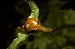 Images Dated 6th July 2006: A semi-slug - Has very thin reduced shell. Regarded as snails on their way to becoming slugs