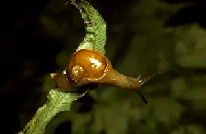A semi-slug - Has very thin reduced shell. Regarded as snails on their way to becoming slugs