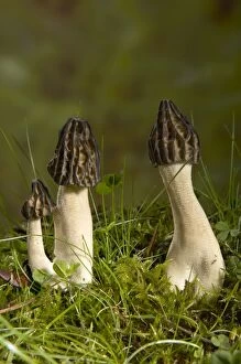 Images Dated 14th April 2005: Semifree Morel - Mushroom - Fungi