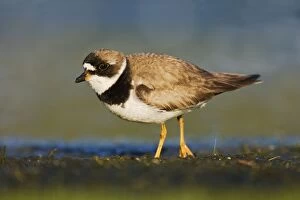 Images Dated 28th August 2007: Semipalmated Plover - adult in August at Jamaica Bay NWR - NY - USA