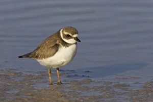 Plover Gallery: Semipalmated Plover - Marco Island
