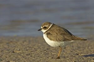 Images Dated 21st March 2006: Semipalmated Plover - Marco Island, florida, USA BI001993