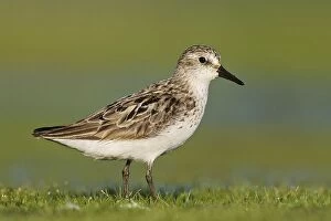 Images Dated 12th August 2007: Semipalmated Sandpiper - adult. Jamaica Bay - NY - Aug - USA