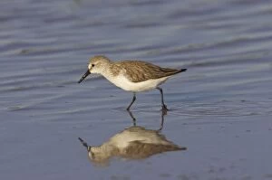 Semipalmated Sandpiper - feeding in shallow water