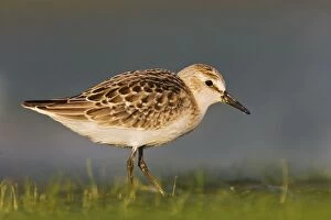 Images Dated 28th August 2007: Semipalmated Sandpiper - Juvenile in August. Jamaica Bay - NY - Aug - USA