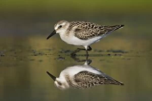 Images Dated 28th August 2007: Semipalmated Sandpiper - Juvenile in August. Jamaica Bay - NY - Aug - USA