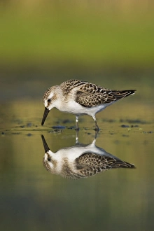 Images Dated 28th August 2007: Semipalmated Sandpiper - Juvenile in August. Jamaica Bay - NY - Aug - USA