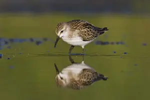 Semipalmated Sandpiper - in September at Jamaica Bay NWR, NY, USA