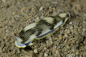 Sempers Armina Nudibranch - on sand - Tasi