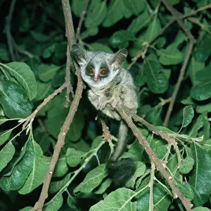 Night Prints: Senegal Bushbaby