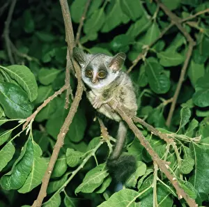 Senegal Bushbaby