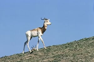 Images Dated 21st June 2007: Senegal Dama Gazelle - also known as Addra gazelle, ariel, nanger and ril. Male