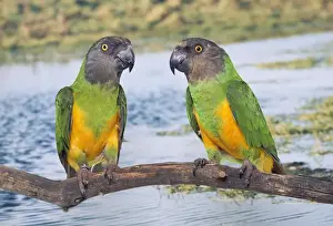 Bird Prints: Senegal Parrot AP 1399 Poicephalus senegalus © Dennis Avon / ardea. com