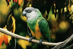 Parrots Prints: Senegal Parrot AP 851 Poicephalus s. senegalus © Dennis Avon / ardea. com