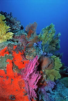 Images Dated 9th December 2004: Senic coral reef underwater Komodo is world famous for its rich