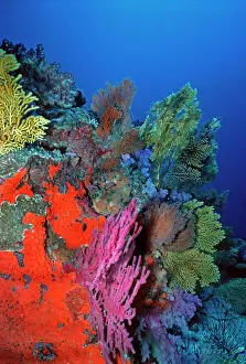 Colours Prints: Senic coral reef underwater Komodo is world famous for its rich and colourful marine life Komodo Marine Park