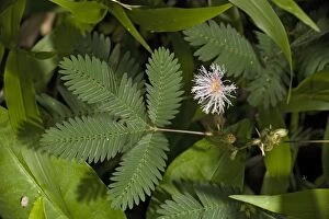 Images Dated 24th February 2006: Sensitive plant, in flower. Costa Rica