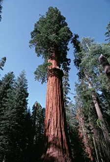 Tall Collection: Sequoia AW 4829 - HR National Park California, USA © Adrian Warren ARDEA LONDON