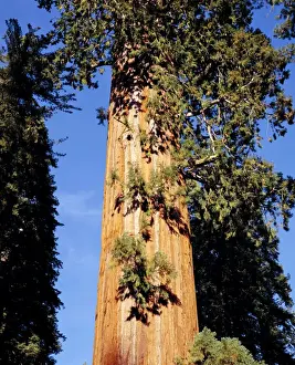 Sequoia Prints: Sequoia Tree - Grant Cove, Kings Canyon National Park, California, USA