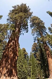 Images Dated 6th June 2014: Sequoia Trees